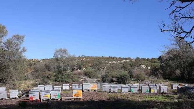 Vista de las colmenas que se ubican en los Montes de Propios.