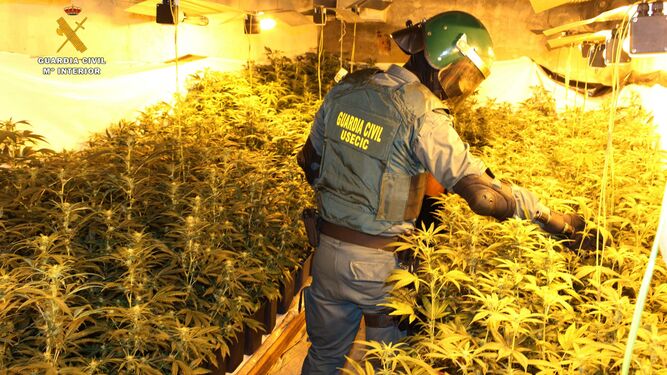 Un guardia civil inspecciona un cultivo de marihuana.