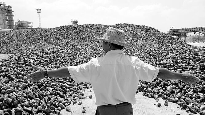 Un trabajador de la azucarera junto a una montaña de remolacha durante la campaña de molturación del cultivo.