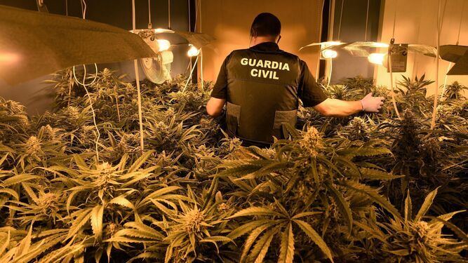 Un agente de la Guardia Civil en un registro domiciliario de una plantación de marihuana indoor.